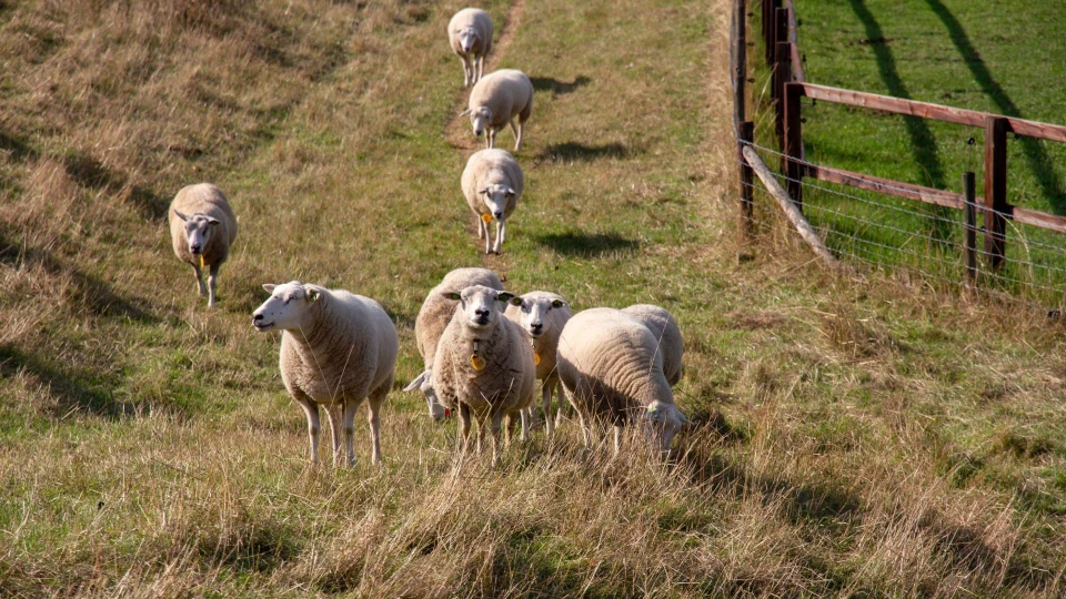 Troupeau de moutons pâturant sur un terrain enherbé près des carrières Malet.